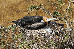 Great Frigatebird